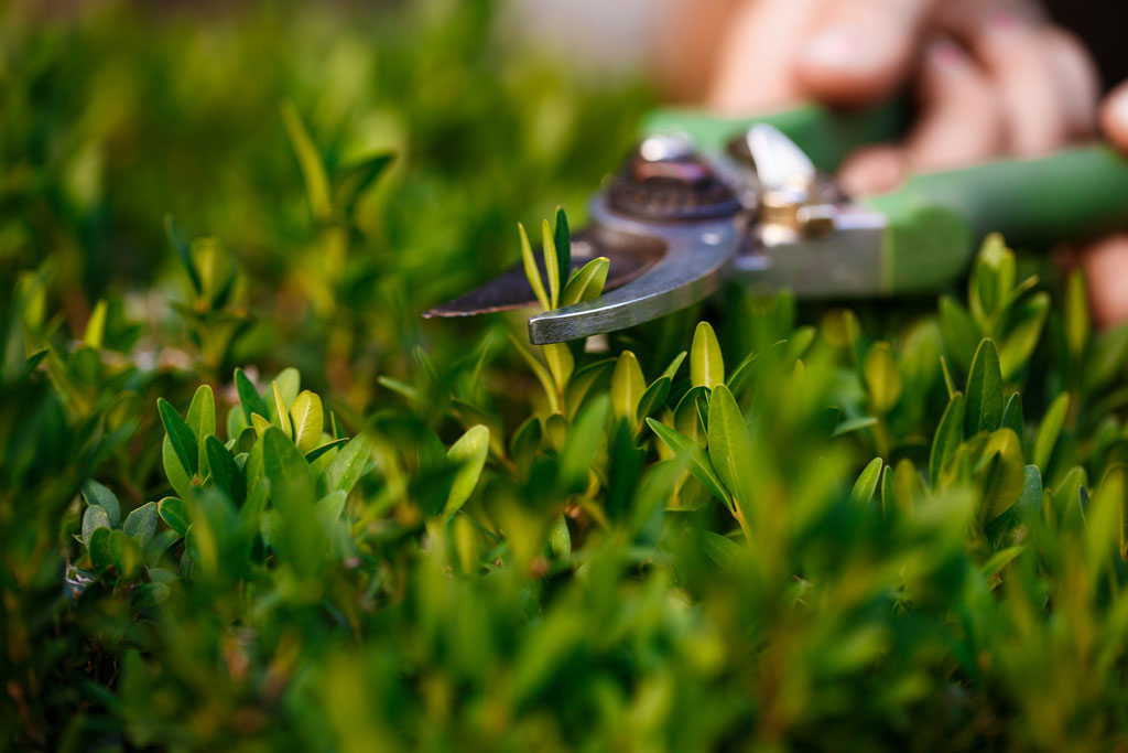 jardineria-serv.auxiliares